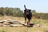 ROTTWEILER 148